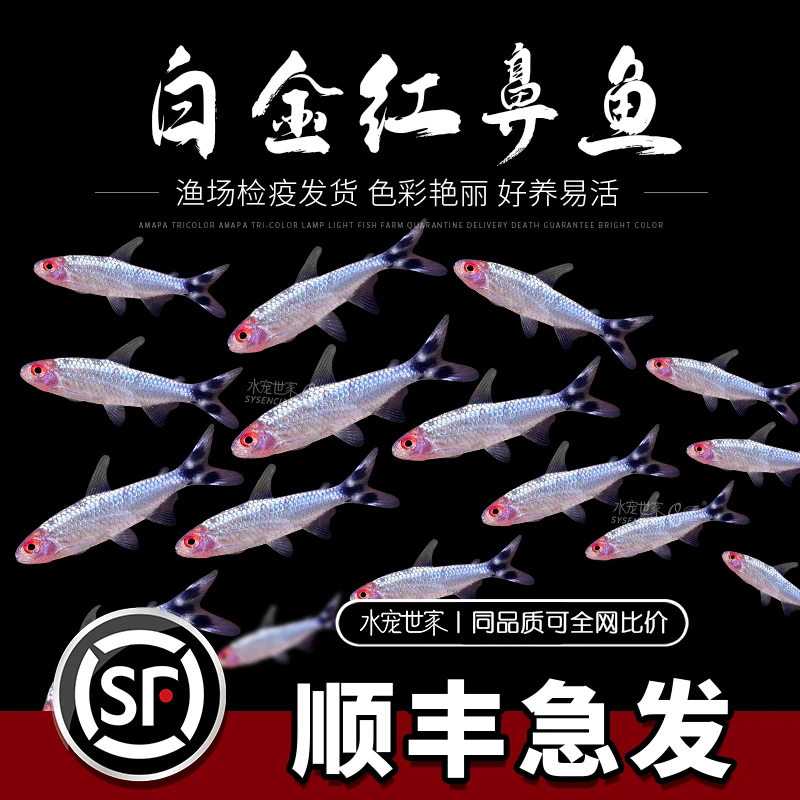 水宠世家群游白金红鼻剪刀鱼活体草缸观赏灯科鱼淡水精品