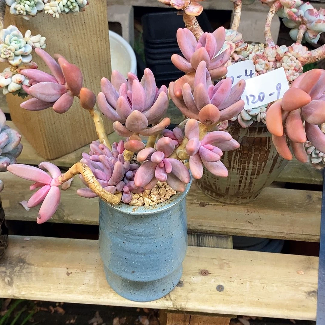 修*多肉植物红手指120-9