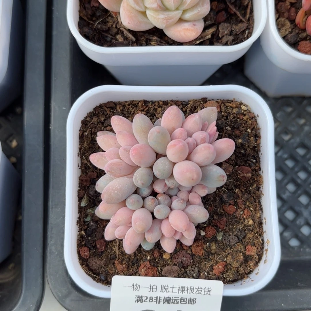 汤圆小群生多肉多肉