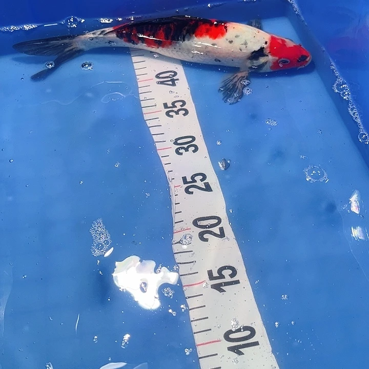 锦鲤锦鲤锦鲤冷水鱼