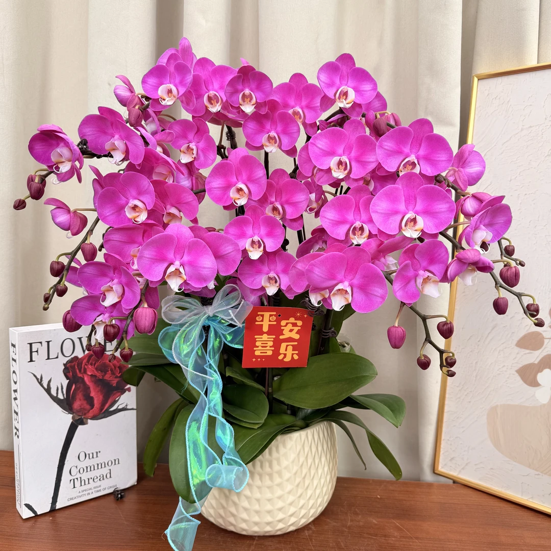 蝴蝶蘭《素心》中大花型 紫粉色系 白色花蕊 好养耐开