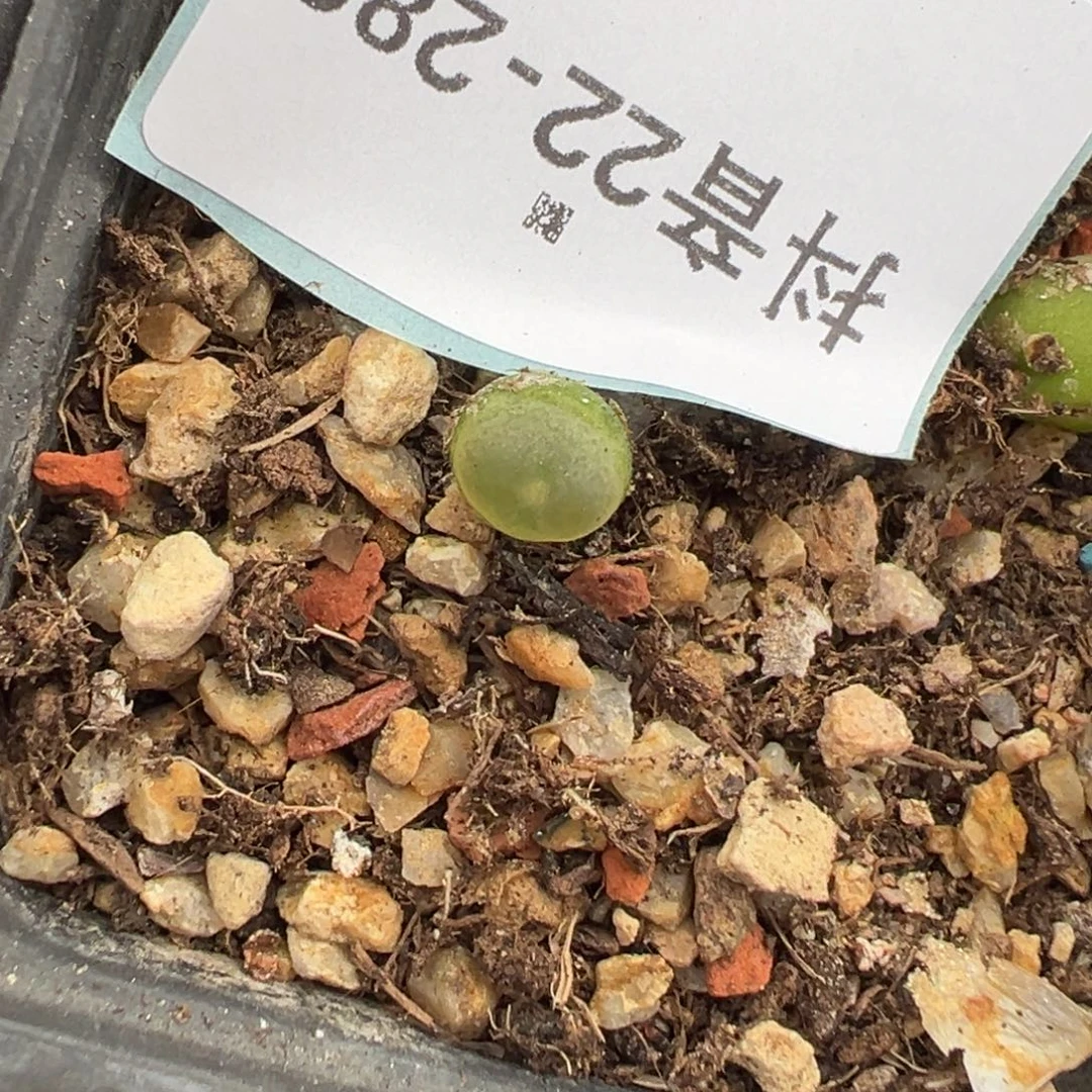 22-289拉登多肉植物