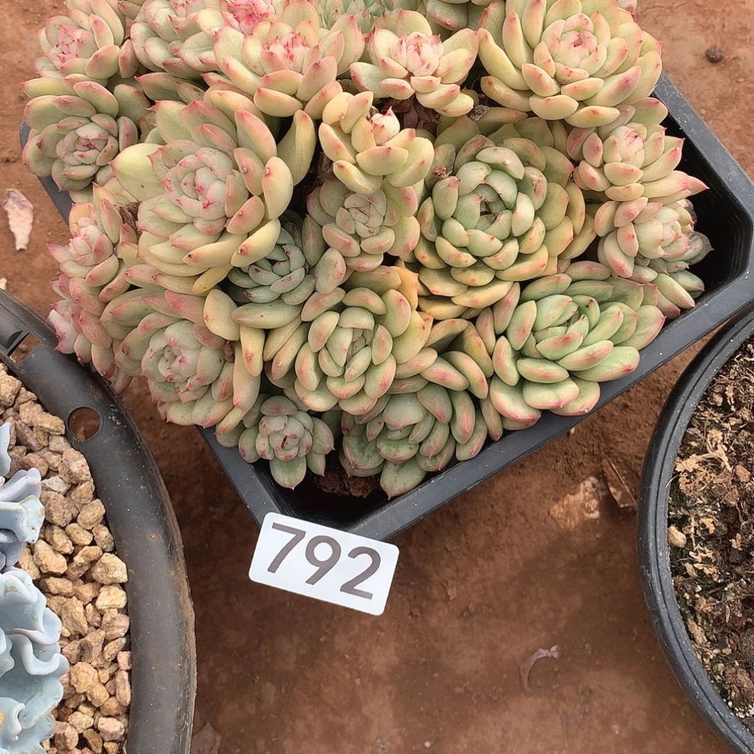 792锦 一物一拍多肉