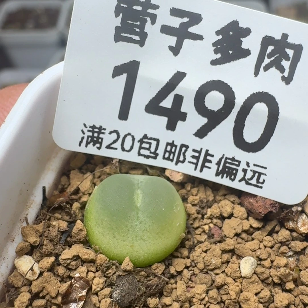 拉登1.1带盆土。