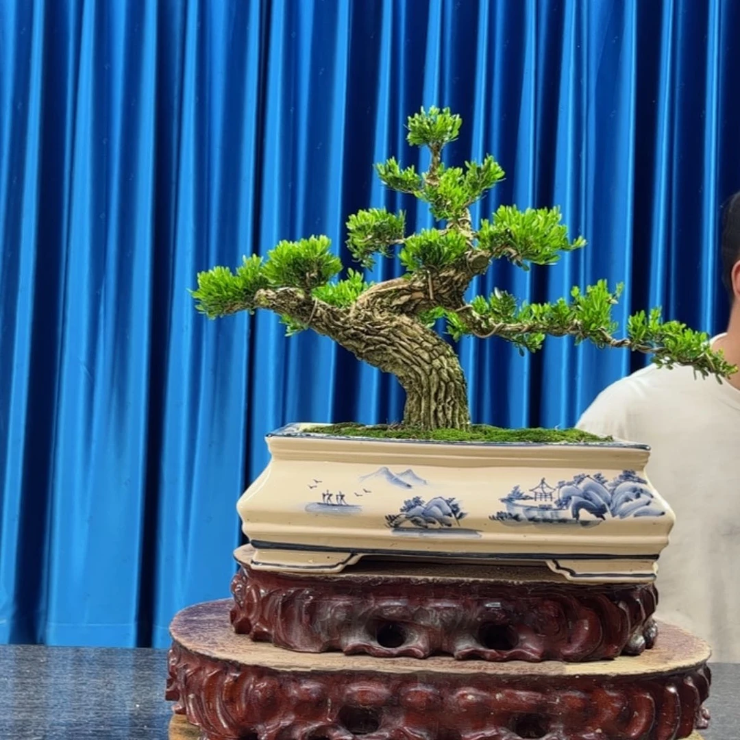 【闪购商品】当前无花朵，栽培后可花朵黄杨盆景