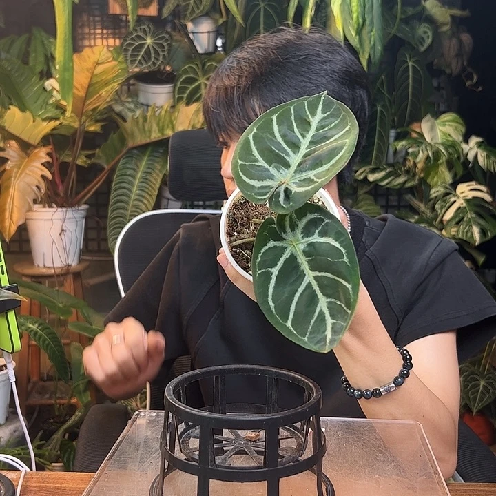 J****完全开放一物一拍Q25