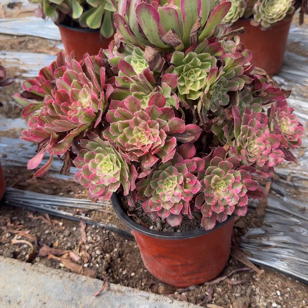 150同花顺有伤特价 多肉植物