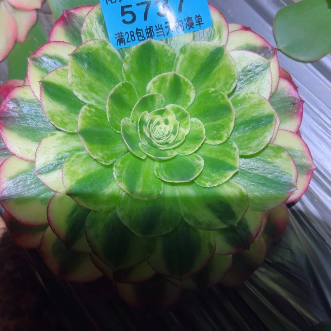 万白5737多肉植物