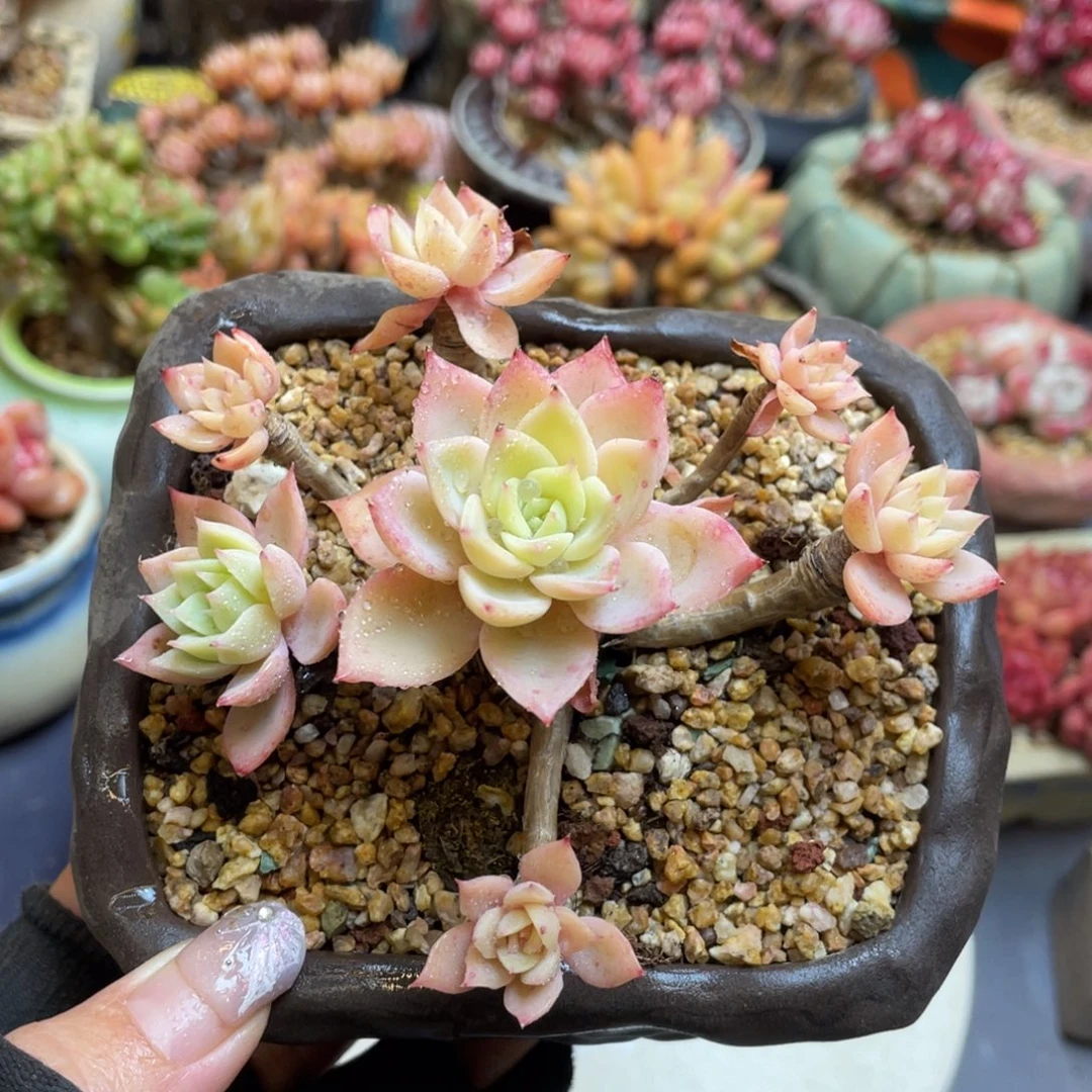 三色堇整装无砍群