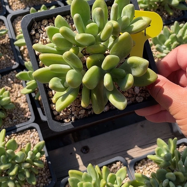 芒果美人多肉植物204