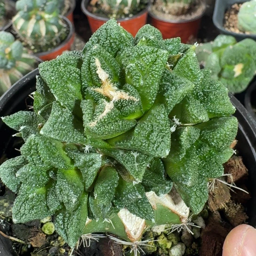 【闪购商品】群头辛顿817