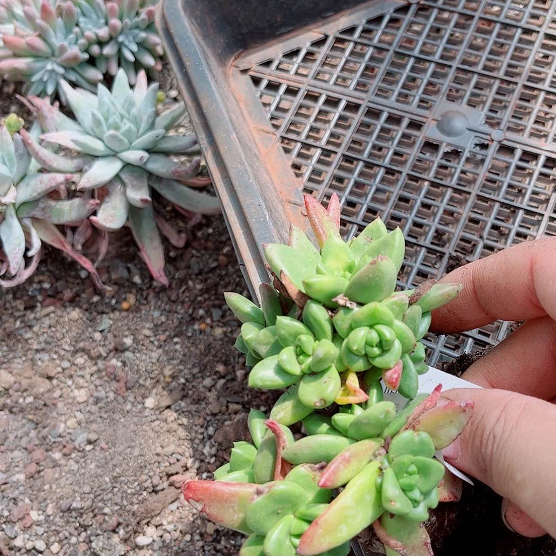 1621青冈苹果叶多肉