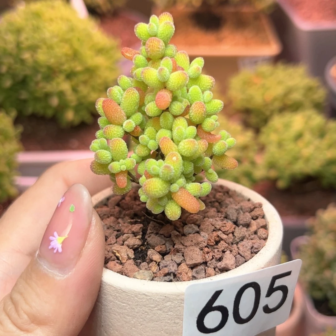 605金桔可爱多肉植物