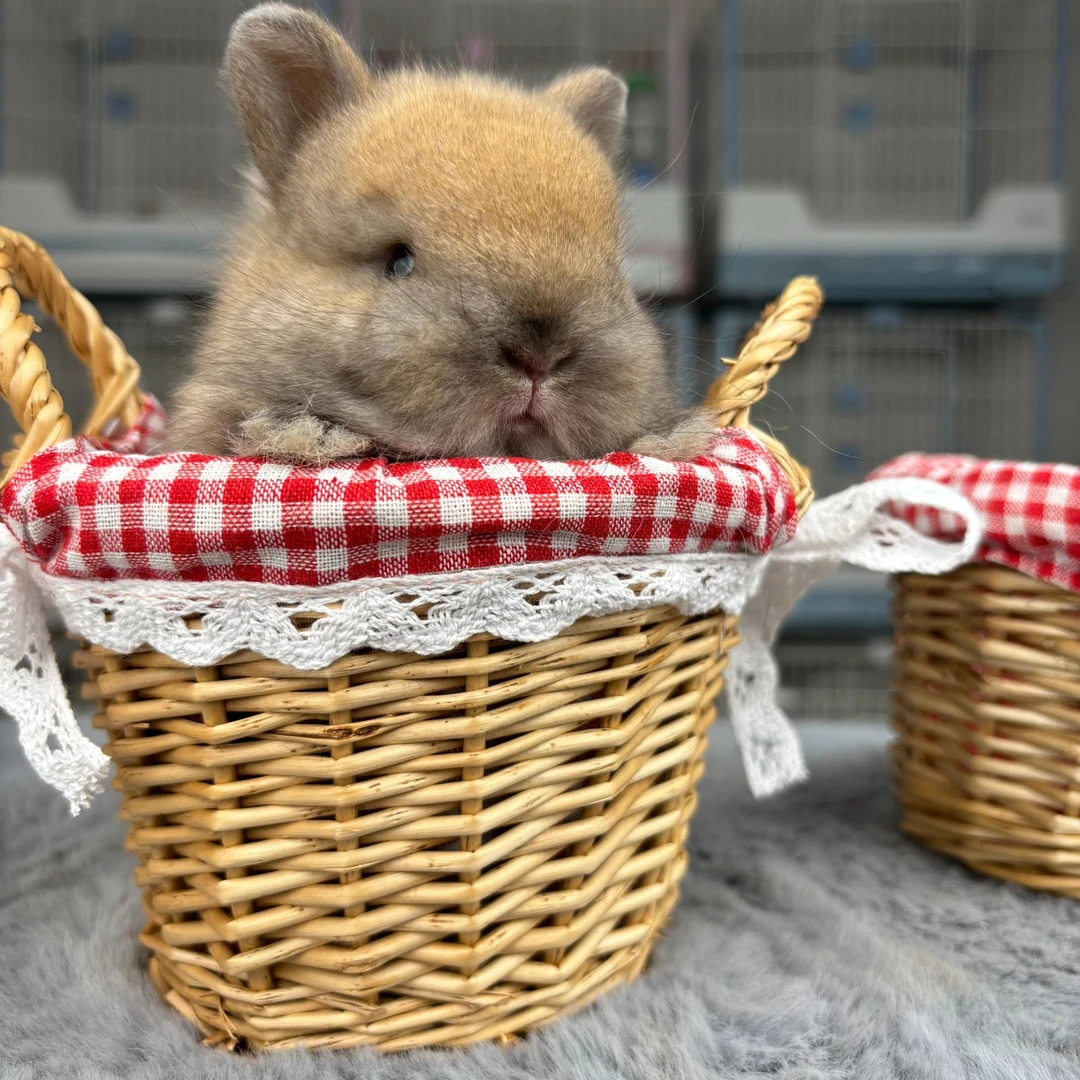 兔兔拍照可爱柳条小篮