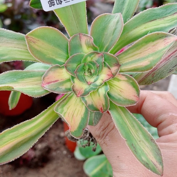 叫****近745暴君多肉12345678