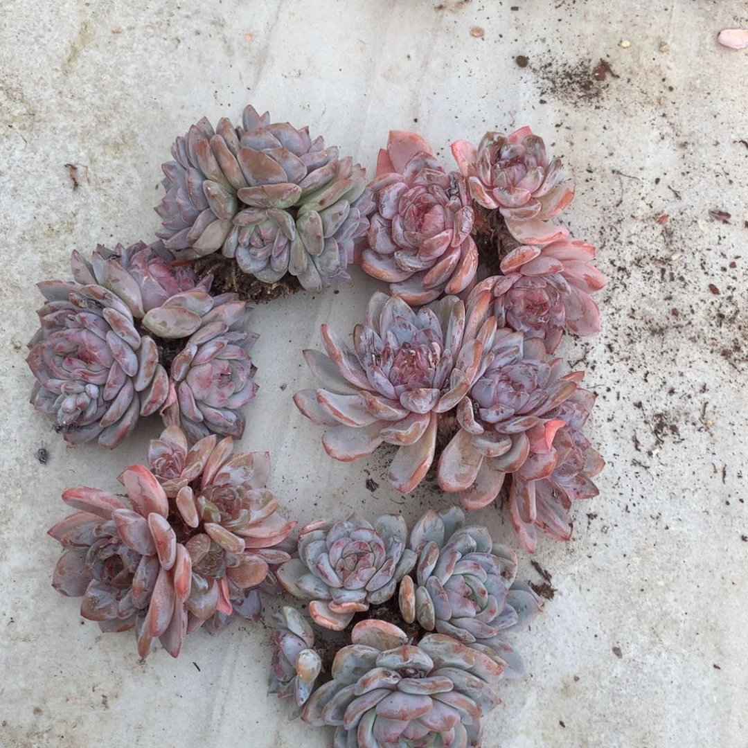 哈哈哈哈哈哈哈哈石榴籽冰玉