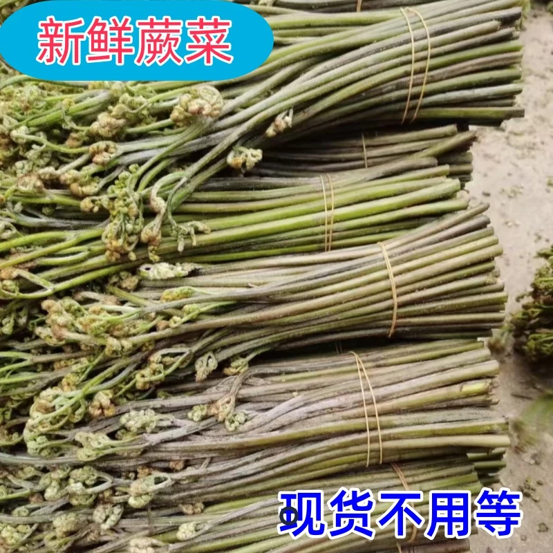 贵州高山甜蕨新鲜现摘蕨菜蕨苔山蕨菜龙爪菜当季时令现摘现发