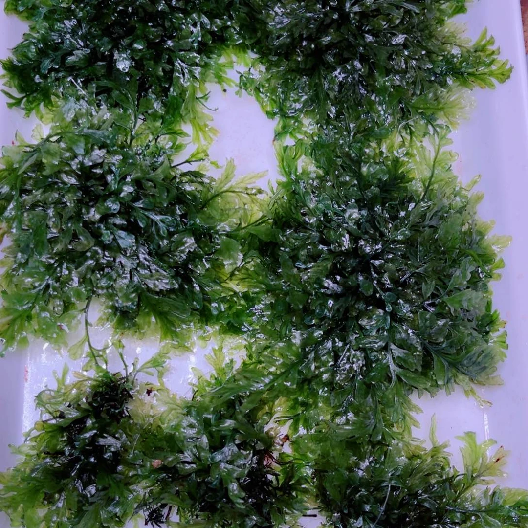 鱼***态美小呆精品水草一份