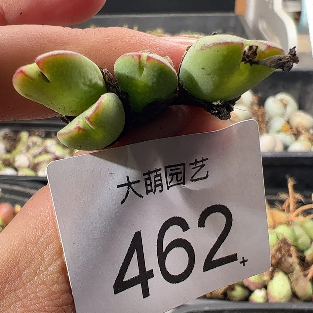 一物一拍。      462