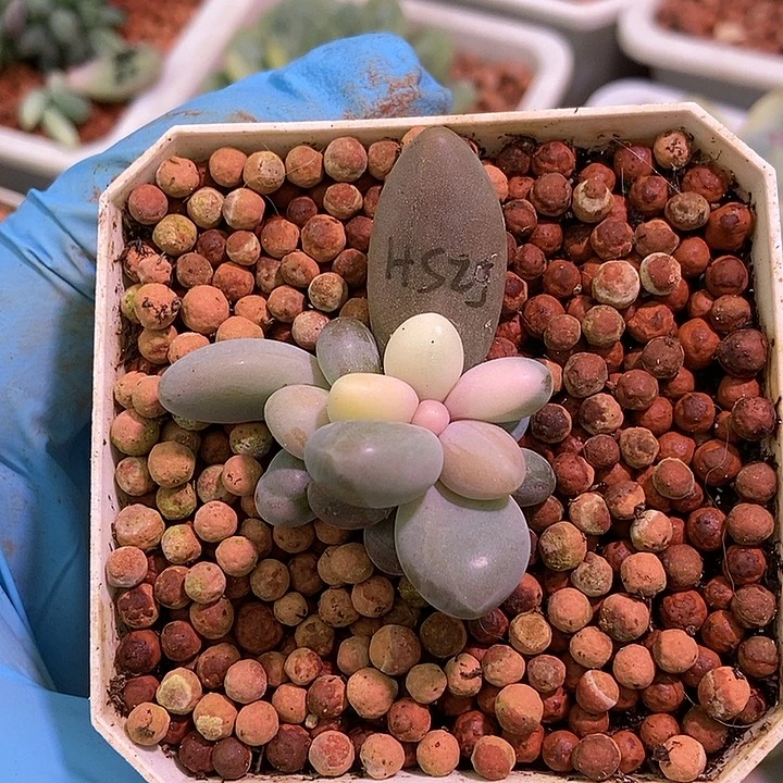 红手指锦多肉植物