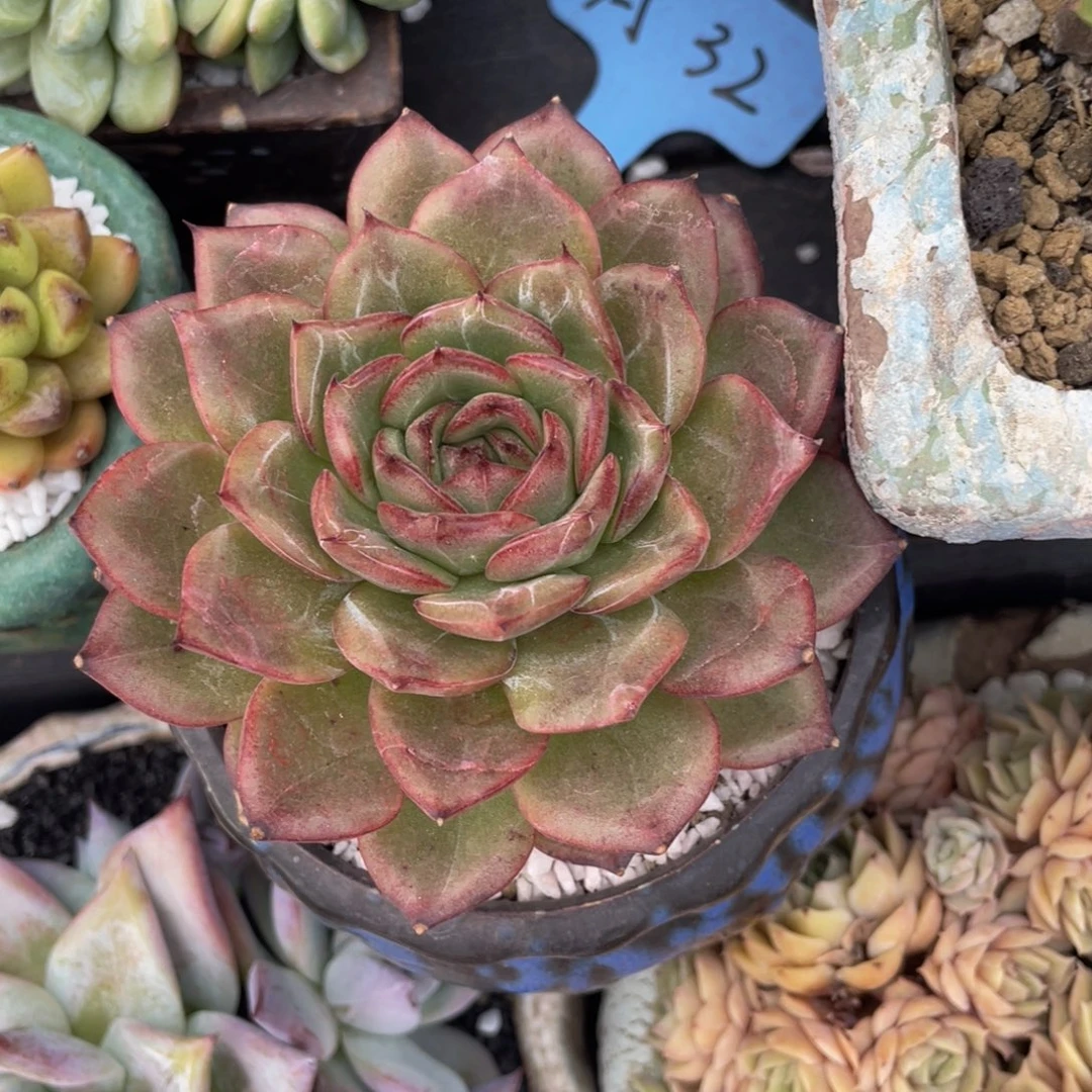 多肉植物盆栽多肉植物