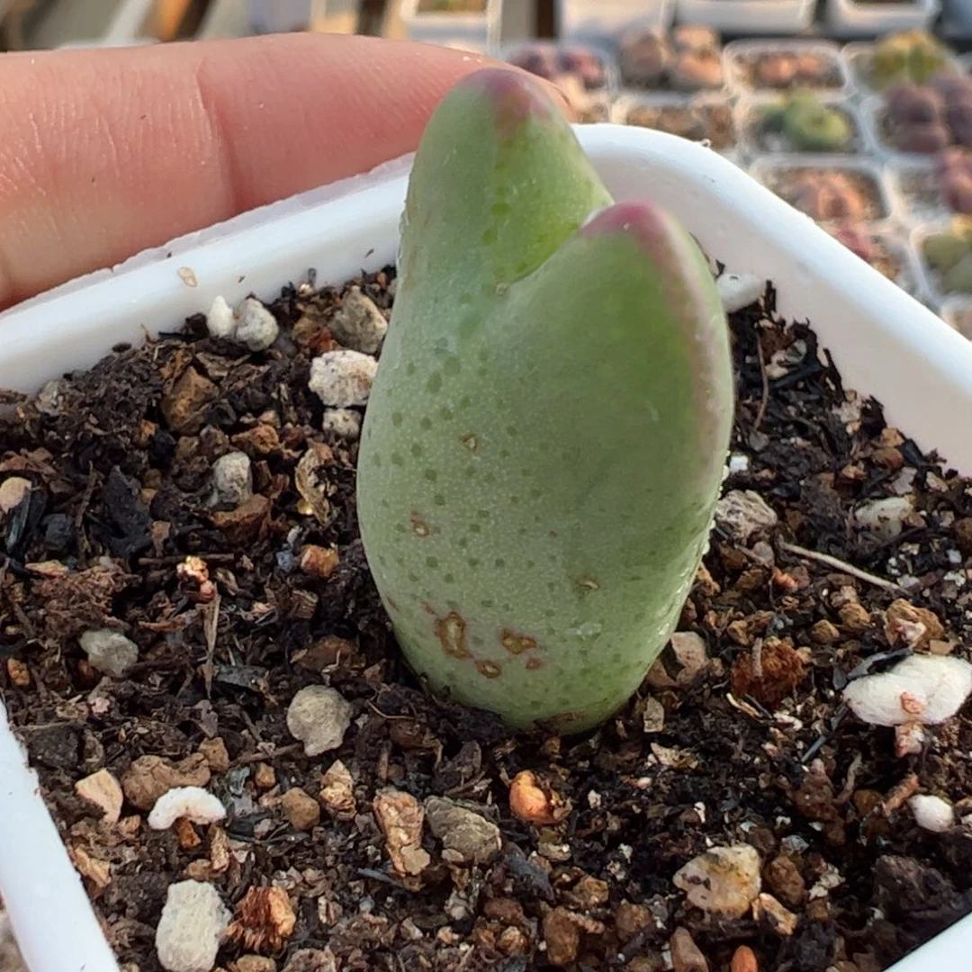 香蕉将多肉植物百科