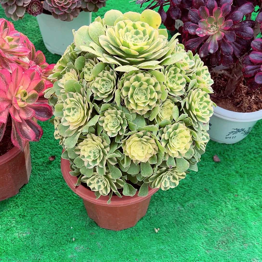 法师多肉植物f s