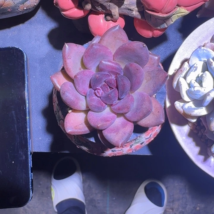 黑钻 单头 一物一拍