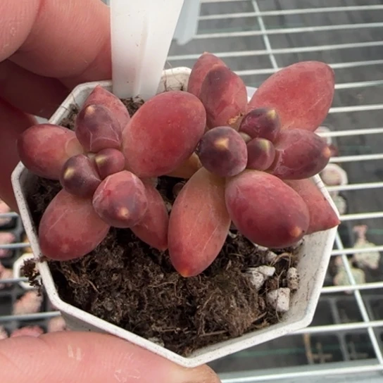 150千代田一物一拍多肉