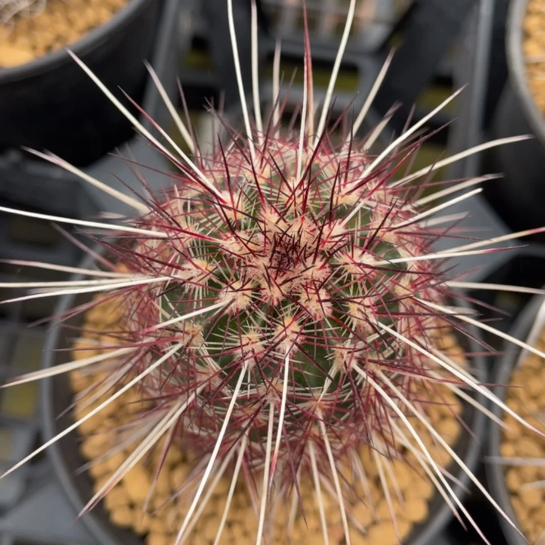 金栗虾        实生根