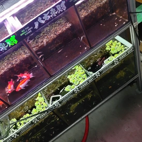 金鱼短尾草金冷水鱼。