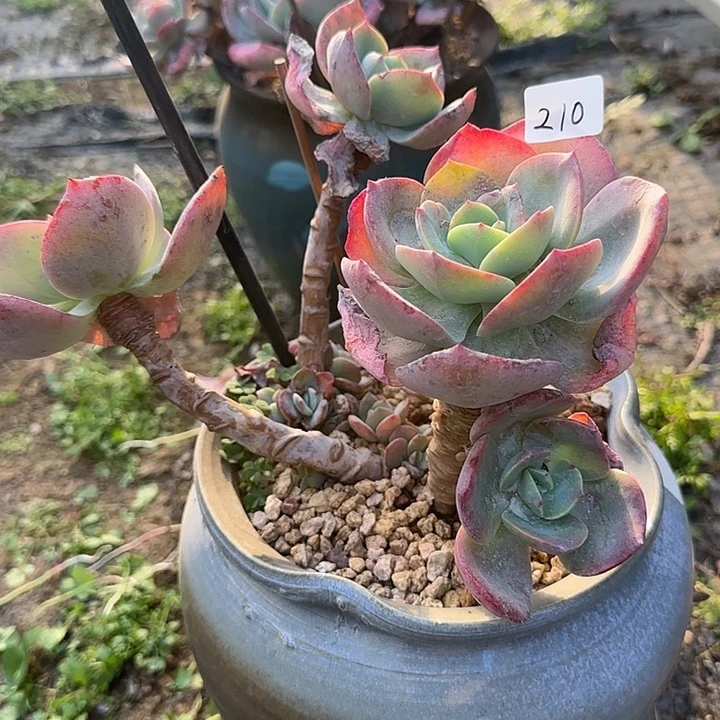 水**兮210血凤脱土发货不退不换