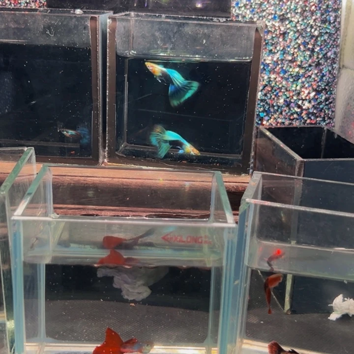 孔雀鱼5个黑色背景