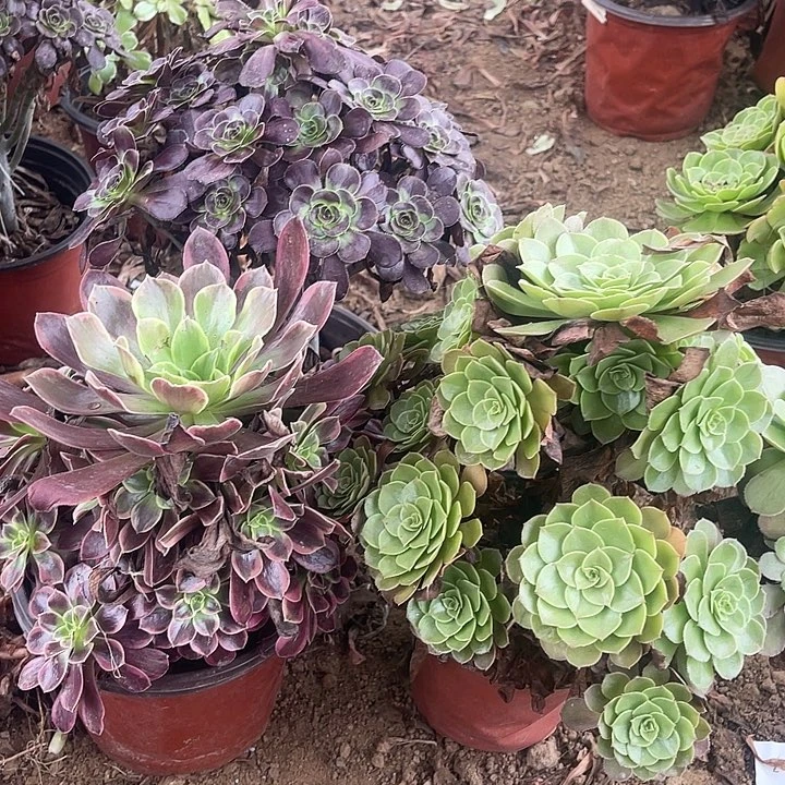 3棵美玫瑰玫瑰玫瑰