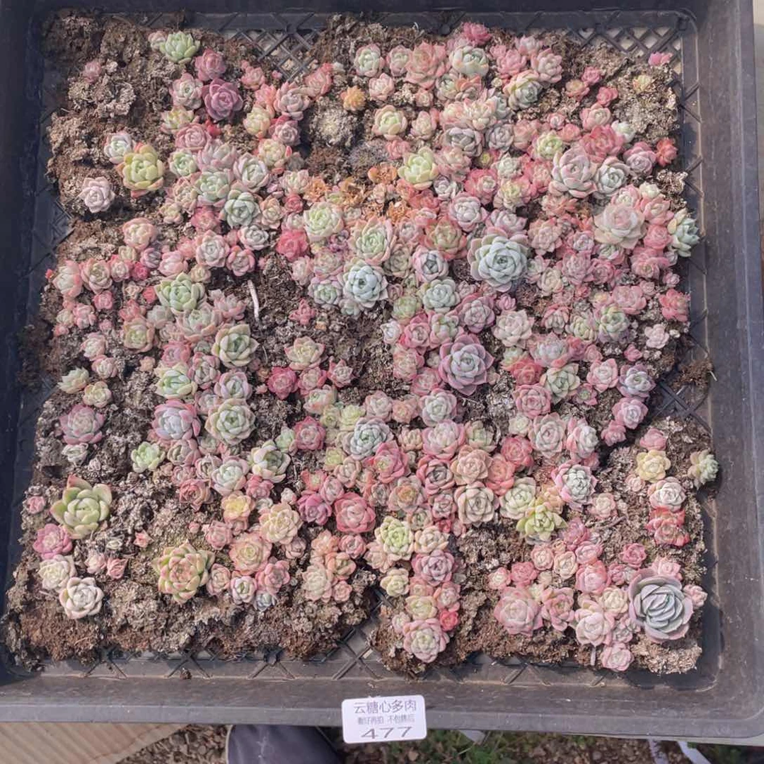 云糖心多肉植物477