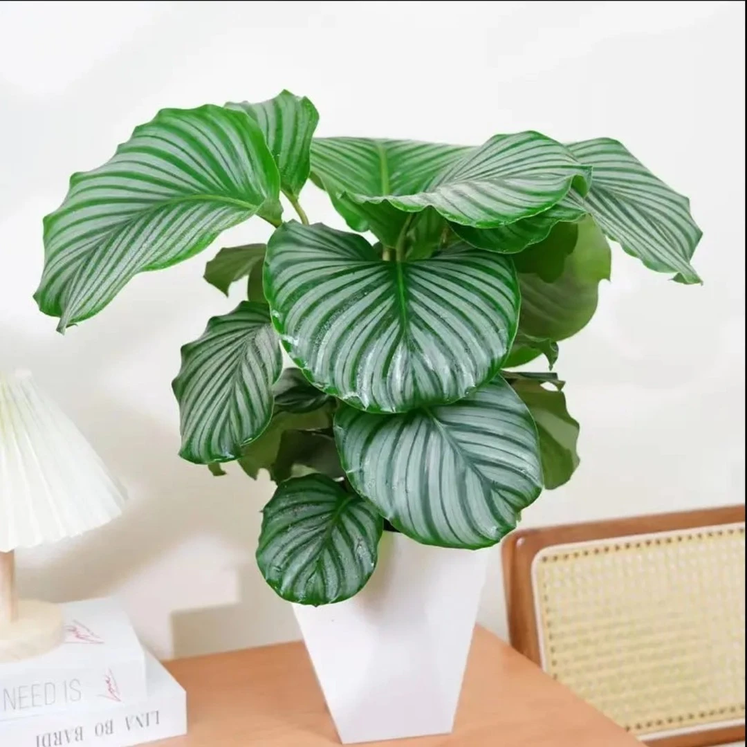 青苹果竹芋盆栽室内好养耐阴绿植四季常青净化空气