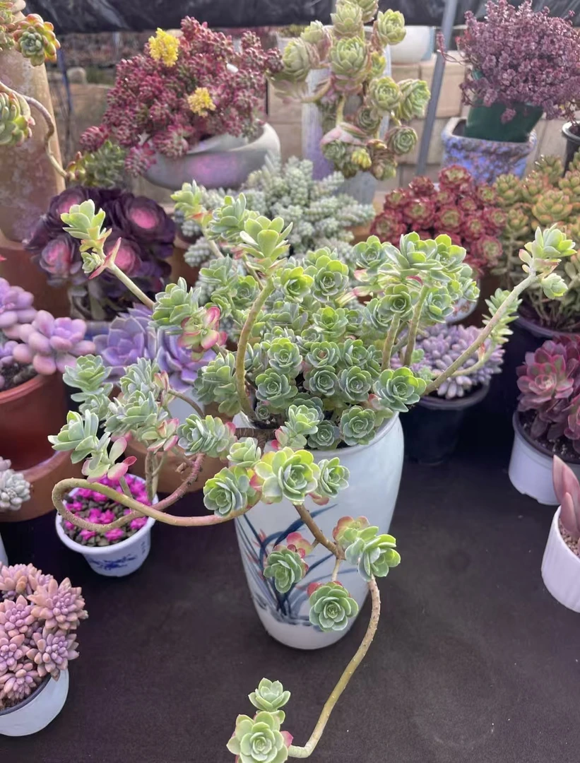 圆叶飘枝薄化妆（不带盆）多肉植物