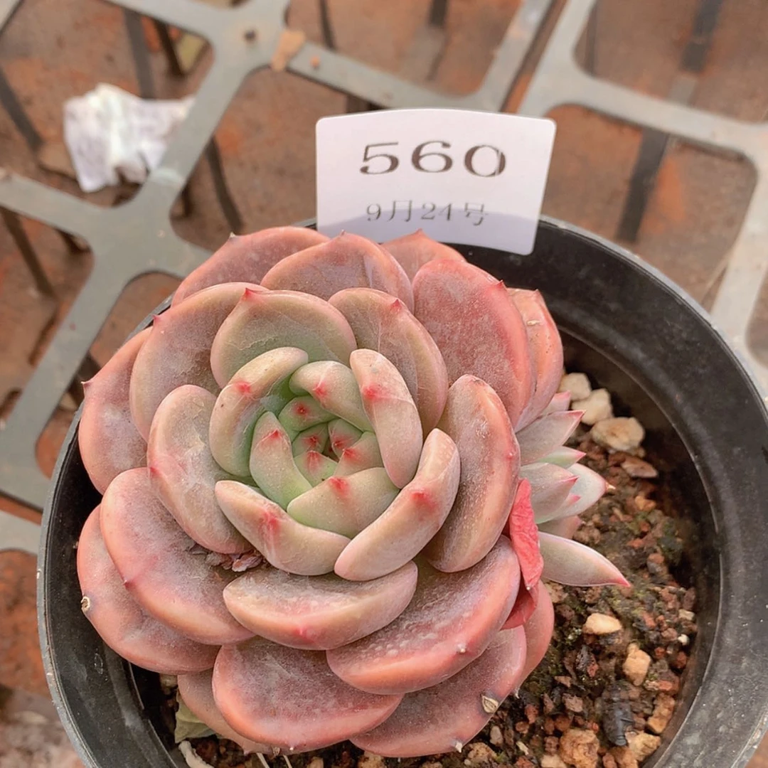 【闪购商品】云560号