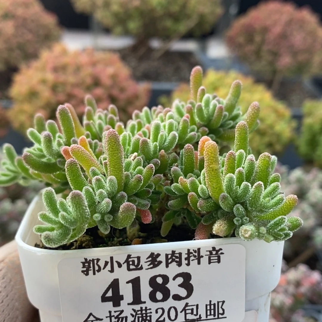 岁**年枝干冰川4183枝干番杏