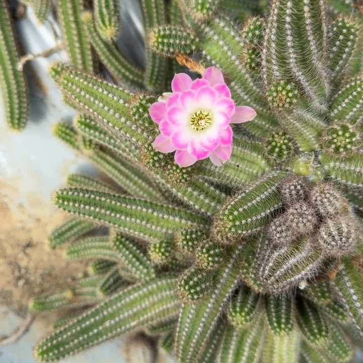 白檀仙人掌807侧芽一个