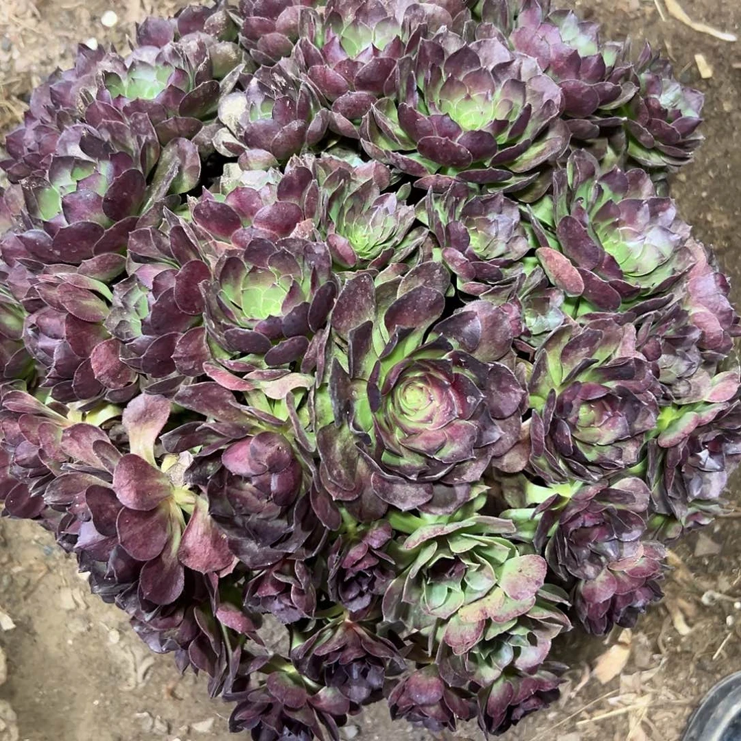 多11肉植物紫罗兰法师