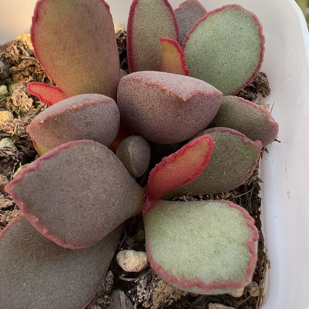 情人心多肉植物水泡多肉植物