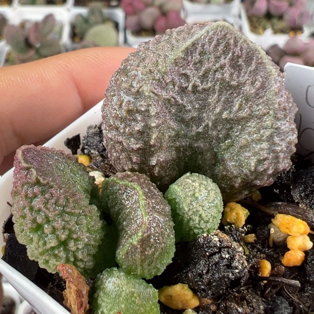 w颗粒款实生新品多肉植物