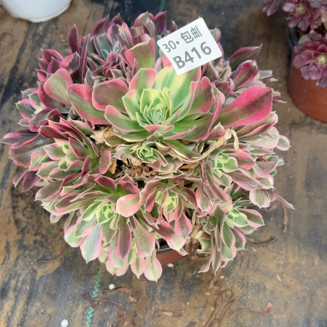 416白凤多肉断枝不包