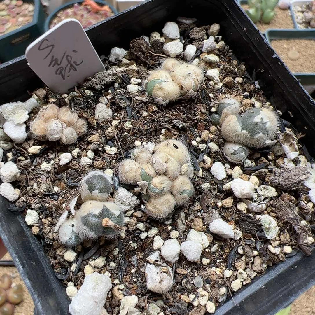 【闪购商品】59 s毛球