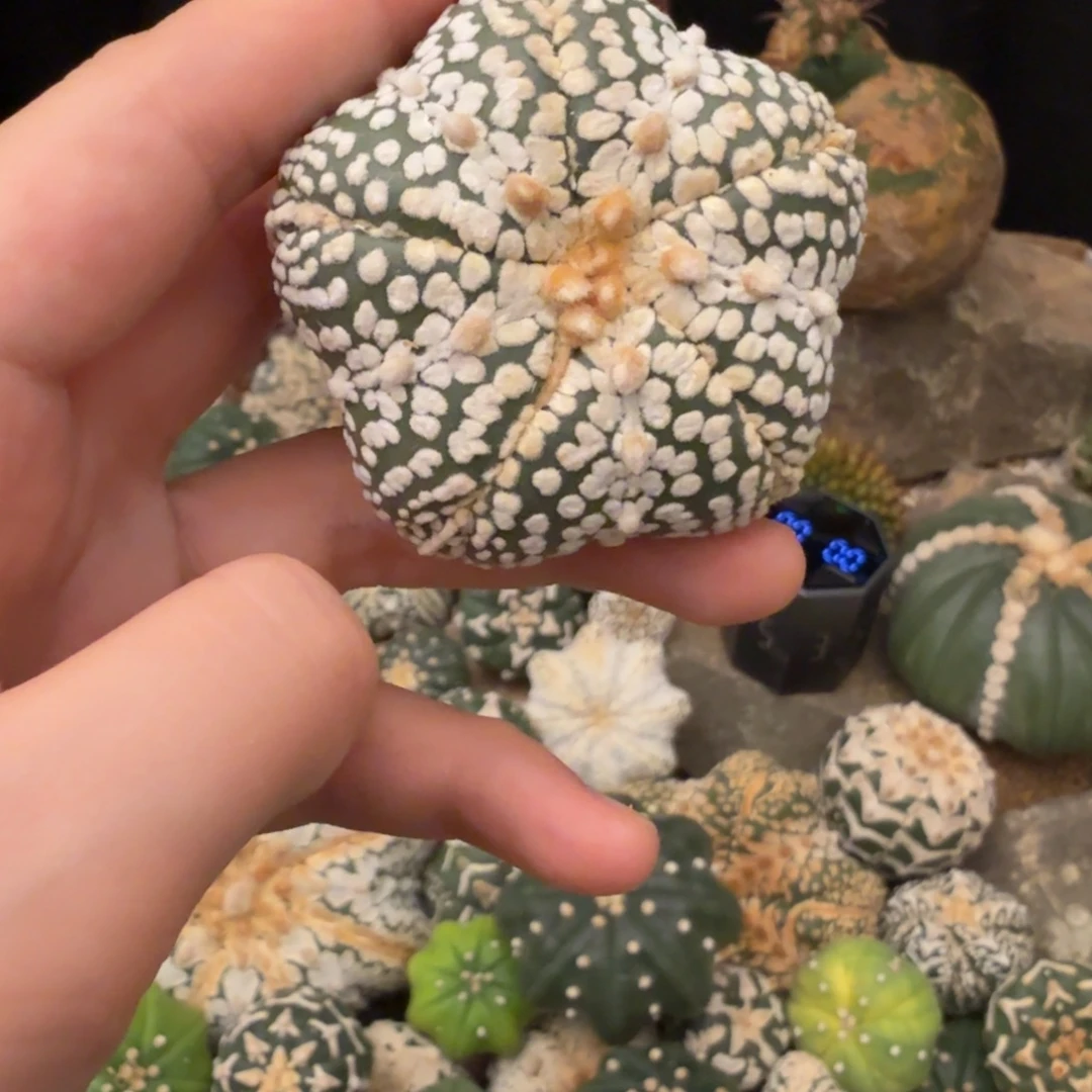 灼***光五星哈哈哈哈哈哈哈