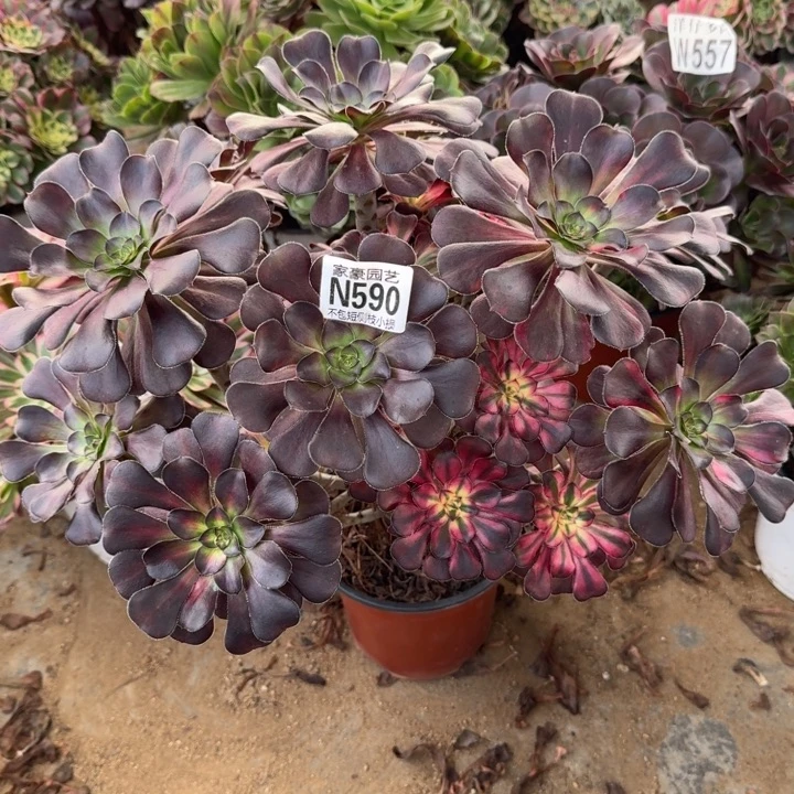 590花蝴蝶官服32左右2