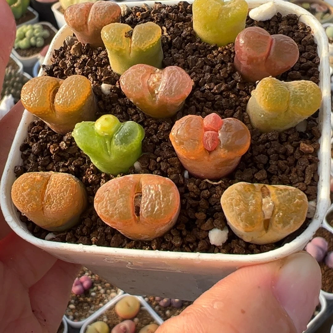 多肉植物百科32189