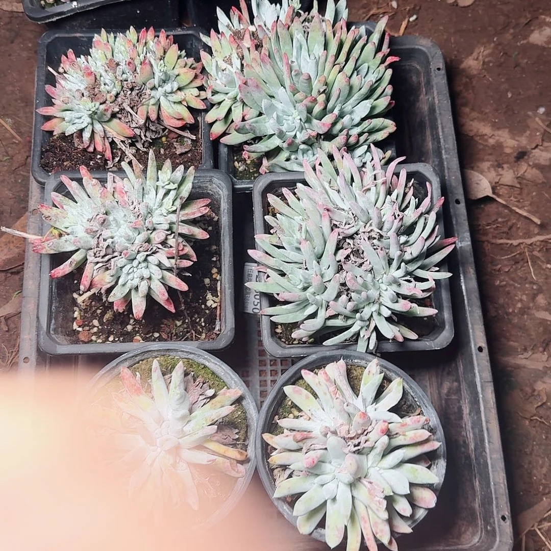 1814瑕疵六课多肉