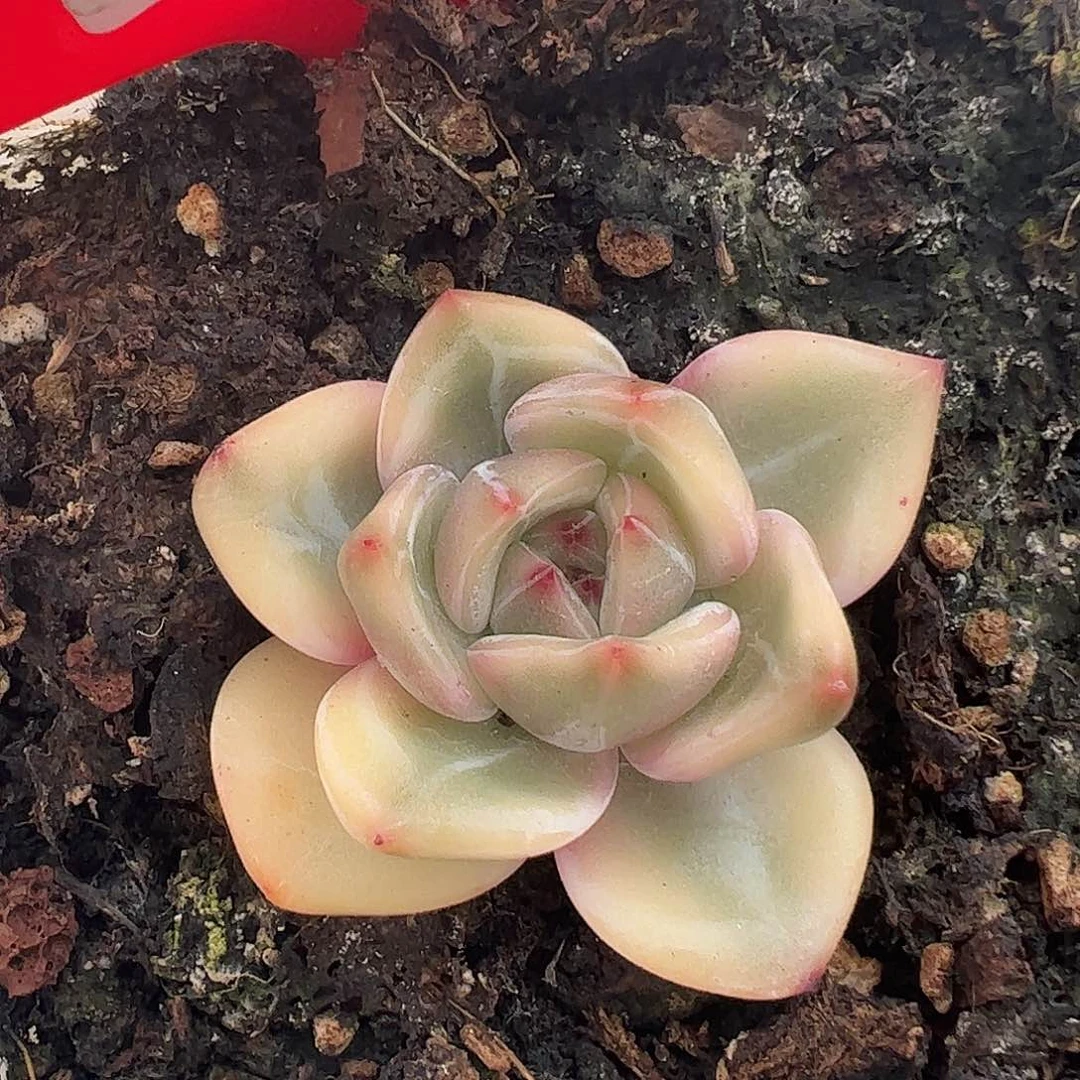 0634伊丽莎白锦4.5cm多肉植物